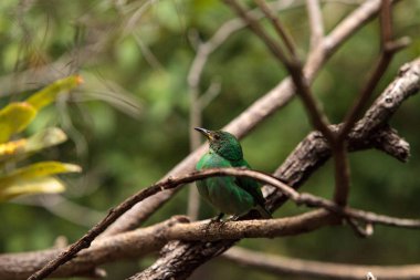 Yeşil honeycreeper bilimsel olarak Chlorophanes spiza bilinen