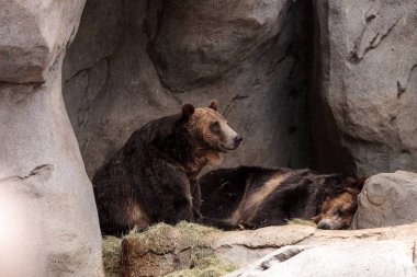 North American Grizzly bear Ursus arctos horribilis clipart