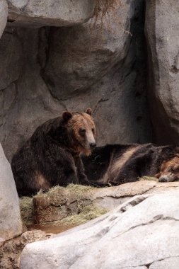 North American Grizzly bear Ursus arctos horribilis clipart