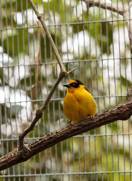 Oriole dourado africano Oriolus auratus — Fotografia de Stock