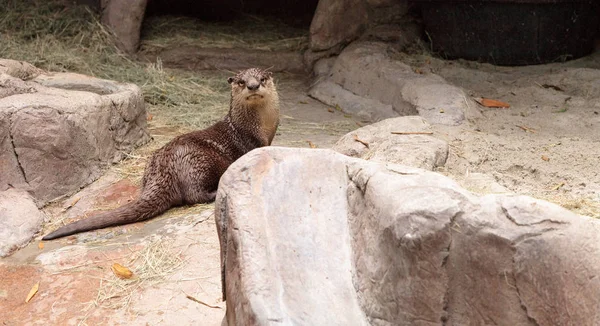 Afrika Clawless Otter Aonyx capensis — Stok Foto