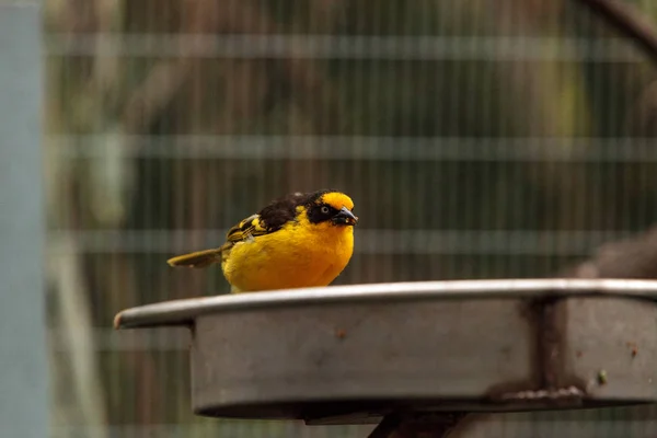 Oriole dourado africano Oriolus auratus — Fotografia de Stock