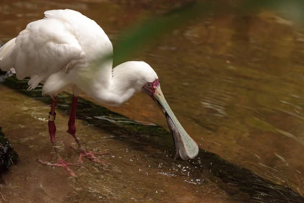 Fishing African spoonbill called Platalea alba — Stock Photo, Image