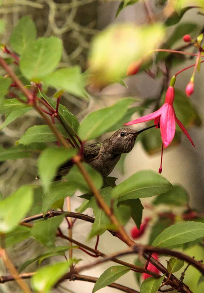 Annáš Hummingbird, Calypte anna — Stock fotografie