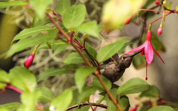 Annáš Hummingbird, Calypte anna — Stock fotografie