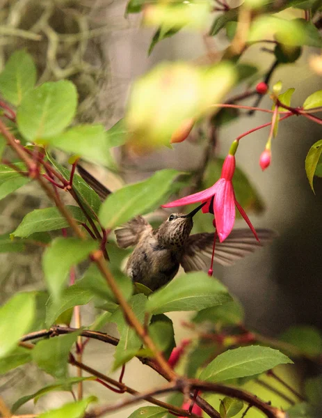 Annas sinek kuşu, Calypte anna — Stok fotoğraf