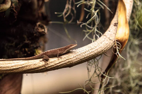 Anole marrón también llamado el anole de Bahaman o Anolis sagrei — Foto de Stock