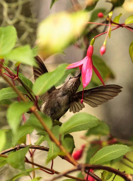 Annáš Hummingbird, Calypte anna — Stock fotografie