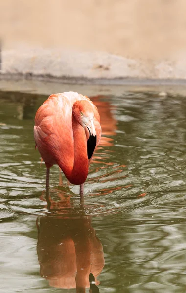 Pink Caribbean flamingo, Phoenicopterus ruber — Stock Photo, Image