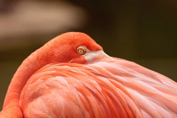 Pink Caribbean flamingo, Phoenicopterus ruber — Stock Photo, Image