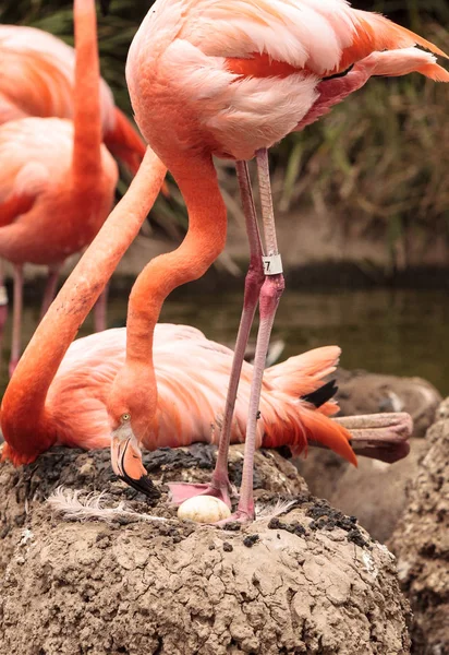 Розовый карибский фламинго, Phoenicopterus ruber — стоковое фото