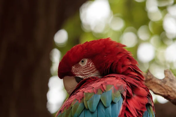 Guacamayo del ala verde Ara chloropterus —  Fotos de Stock