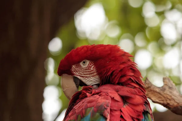 Ara d'ala verde Ara chloropterus — Foto Stock