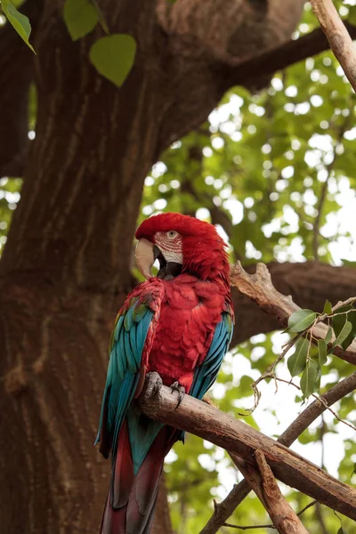 緑翼コンゴウインコ Ara chloropterus — ストック写真