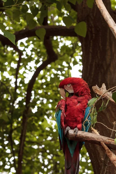 Guacamayo del ala verde Ara chloropterus — Foto de Stock