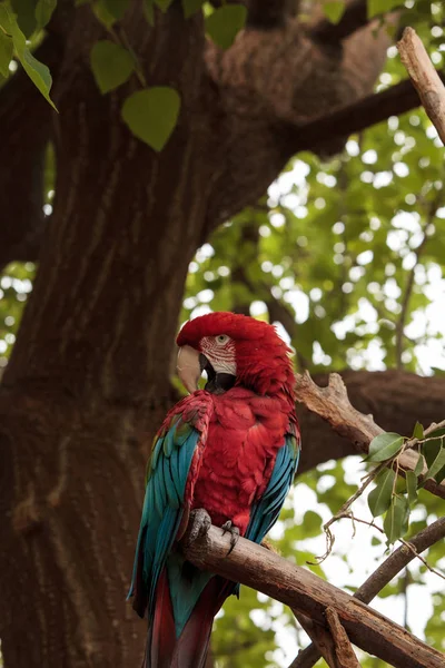 Guacamayo del ala verde Ara chloropterus — Foto de Stock