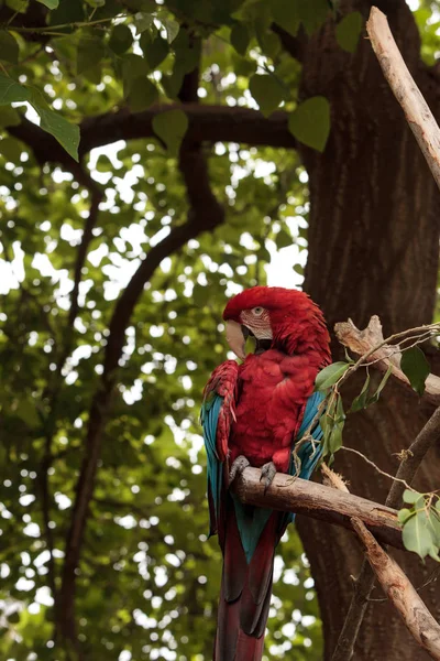 Guacamayo del ala verde Ara chloropterus — Foto de Stock