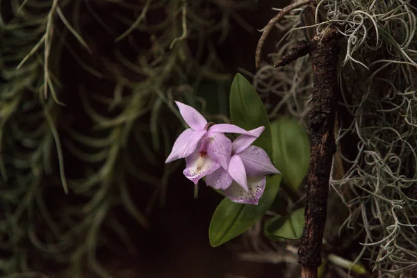 Orquídea púrpura de Brassavola —  Fotos de Stock