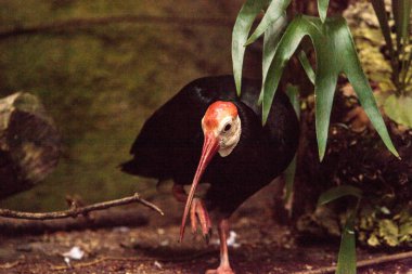 Güney kel Ibis Geronticus calvus denilen