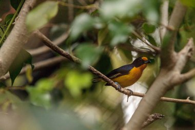 Erkek sarı ve mavi menekse Euphonia Euphonia VI olarak da bilinir