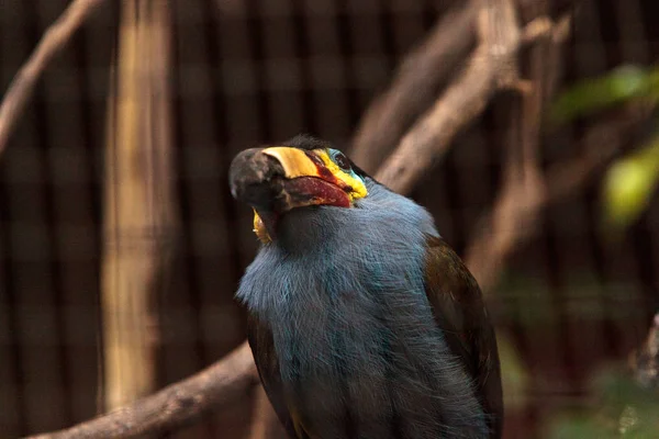 Placa-faturada montanha tucano Andigena laminirostris — Fotografia de Stock