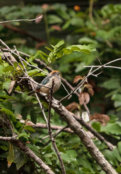 Tanager Rufous coroado também chamado Tangara cayana — Fotografia de Stock