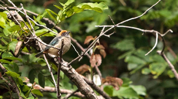 Tanager couronné roux aussi appelé Tangara cayana — Photo