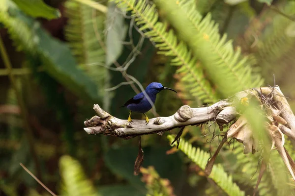 Cyanerpes caeruleus (Cyanerpes caeruleus) — Photo