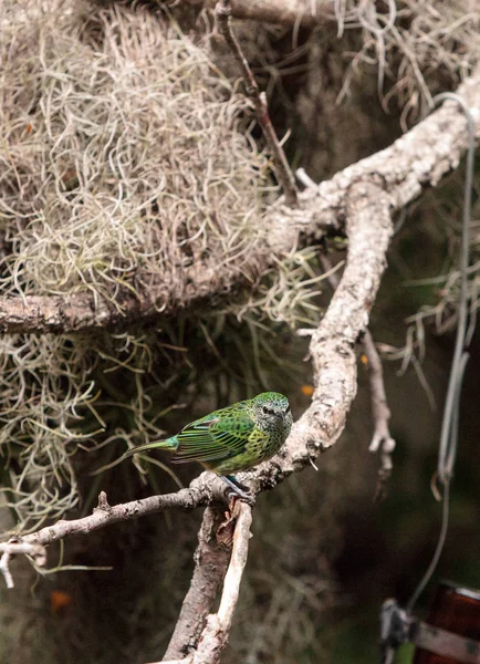 Spotted Tanager znany jako Tangara punktowe — Zdjęcie stockowe