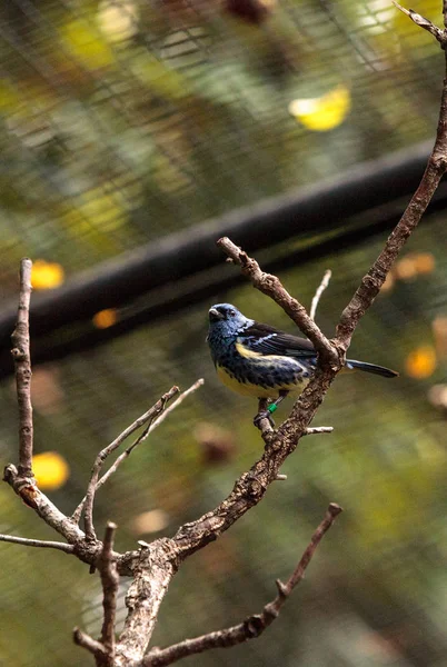 Turquoise tanager known as Tangara mexicana — Stock Photo, Image