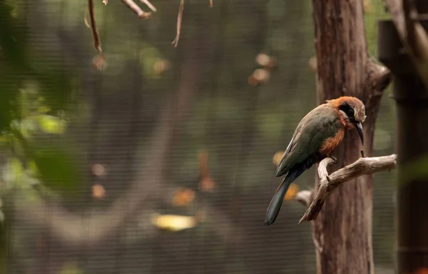 Fehérfejű gyurgyalag Merops bullockoides — Stock Fotó