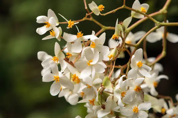 White Begonia flowers bloom — Stock Photo, Image