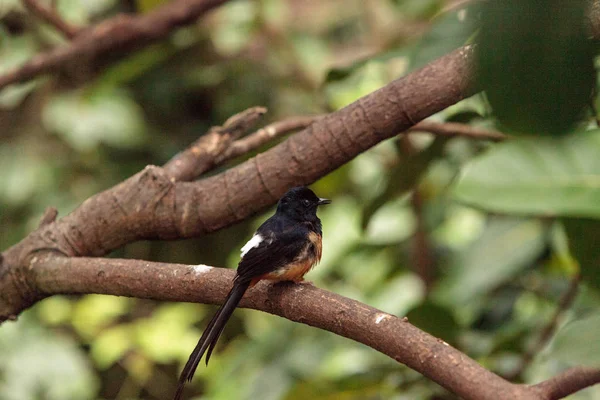 Beyaz taç robin sohbet olduğunu bilimsel olarak Cossy olarak bilinen bir kuş — Stok fotoğraf