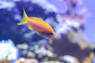 Sarı Lyretail anthias balık Pseudanthias squayipinnis olarak bilinen
