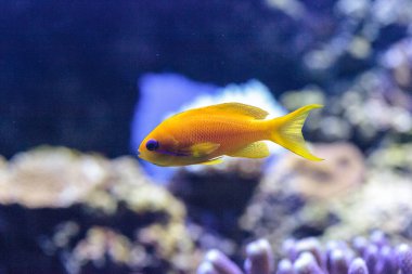 Sarı Lyretail anthias balık Pseudanthias squayipinnis olarak bilinen