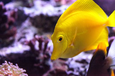 Sarı tang balık, Zebrasoma flavenscens