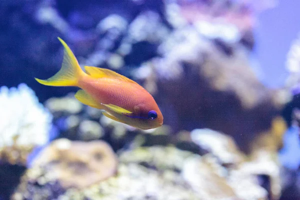 Amarelo Lyretail Anthias peixe conhecido como Pseudanthias squamipinnis — Fotografia de Stock