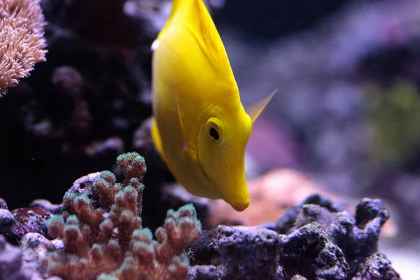 Yellow tang fish, Zebrasoma flavenscens — Stock Photo, Image