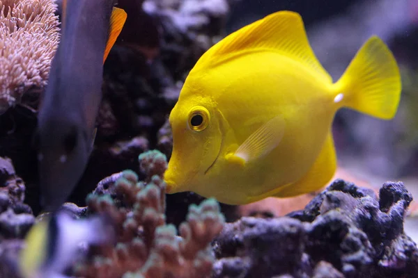 Yellow tang fish, Zebrasoma flavenscens — Stock Photo, Image