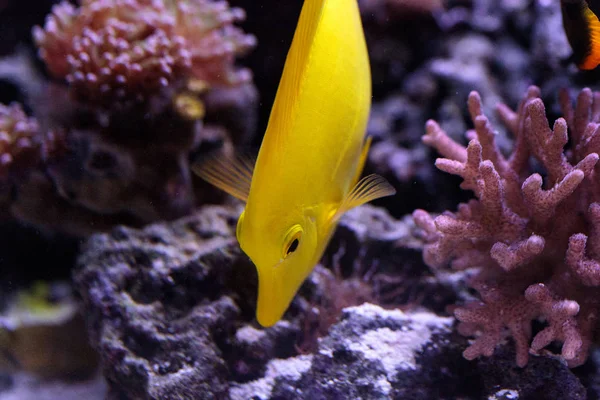 Pesce pinza gialla, Zebrasoma flavenscens — Foto Stock