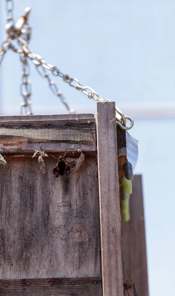 Rosso ammiraglio crisalide, Vanessa atalanta, si schiude ed emerge in — Foto Stock