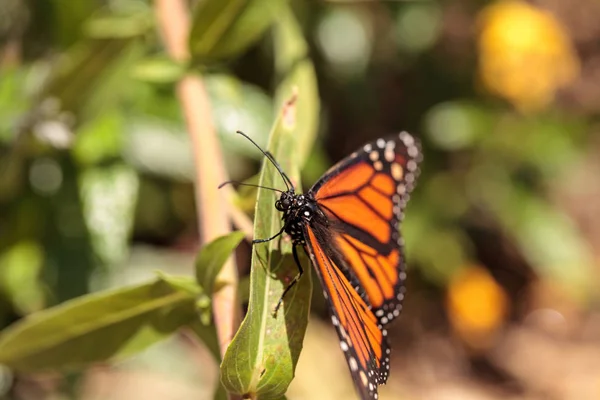 Mariposa monarca, Danaus plexippus, en un jardín de mariposas — Foto de Stock
