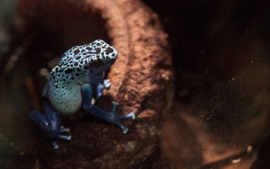 Mavi zehirli ok kurbağası Dendrobates tinctorius gök mavisi 