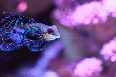 Mandalina kayabalığı kısaca Mandarin dragnet Synchiropus sp olarak bilinir.