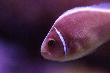 Pembe kokarca palyaço balığı Amphiprion perideraion denir 