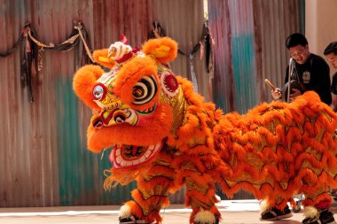 Çin aslanı San Diego Hayvanat bahçesinde gerçekleştirilen gösteri dans