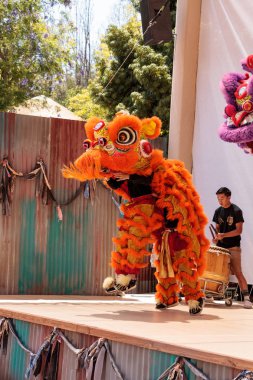 Çin aslanı San Diego Hayvanat bahçesinde gerçekleştirilen gösteri dans