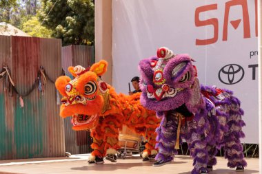 Çin aslanı San Diego Hayvanat bahçesinde gerçekleştirilen gösteri dans