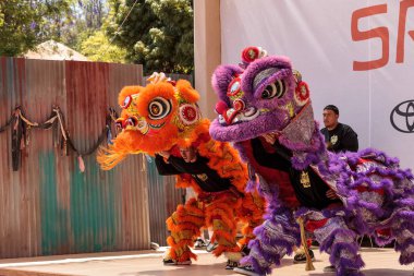 Çin aslanı San Diego Hayvanat bahçesinde gerçekleştirilen gösteri dans