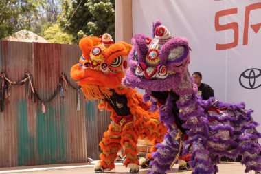 Çin aslanı San Diego Hayvanat bahçesinde gerçekleştirilen gösteri dans